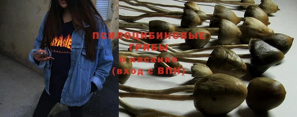 PSILOCYBIN Вяземский
