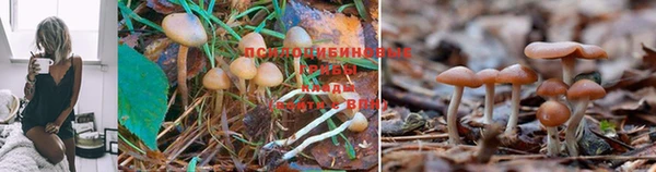 шишки Вязники